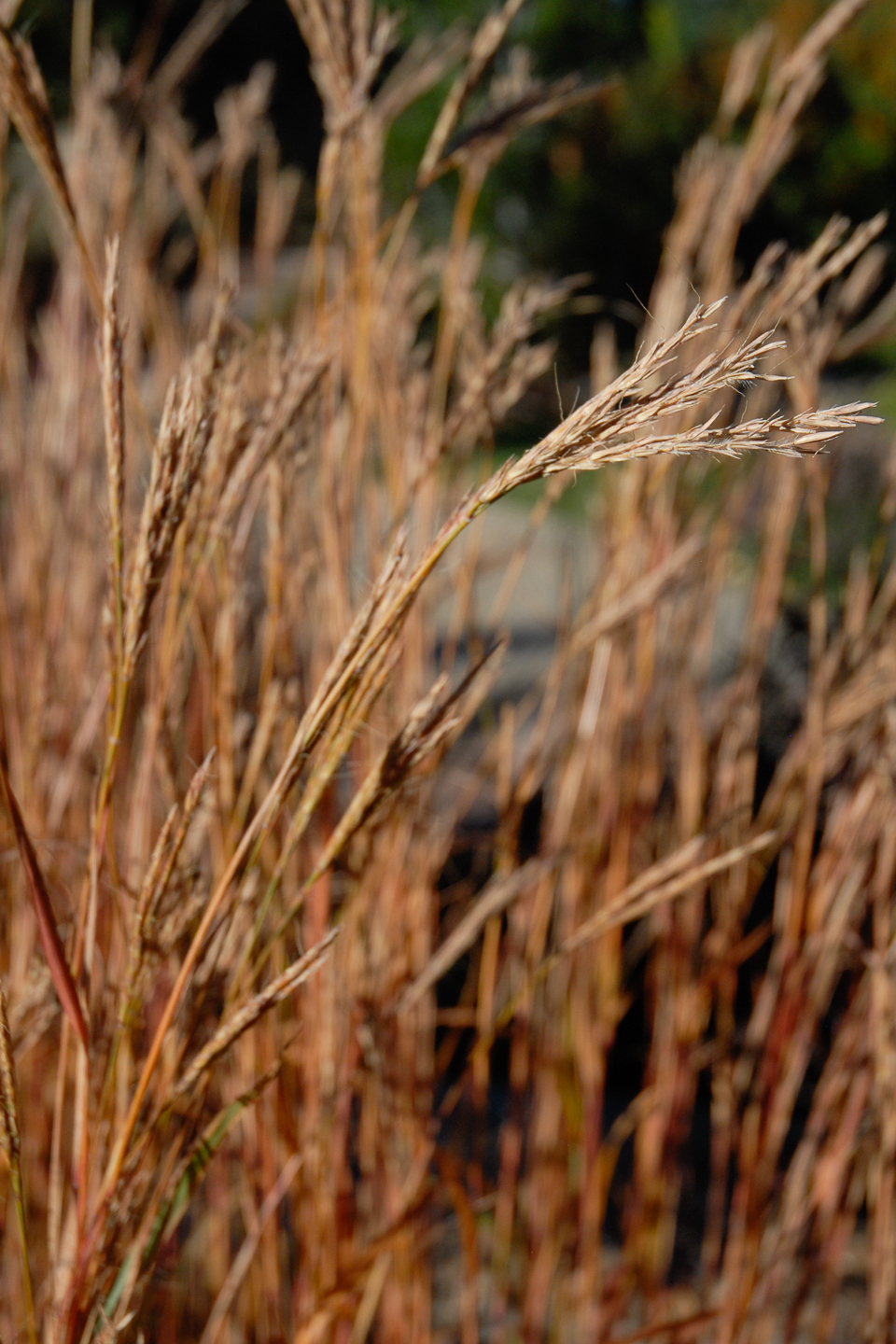 Big Bluestem